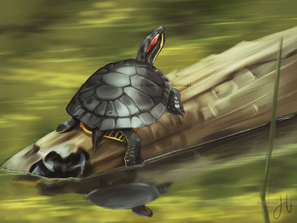 Sam Turtle Deviantart Sammy by hairama on DeviantArt