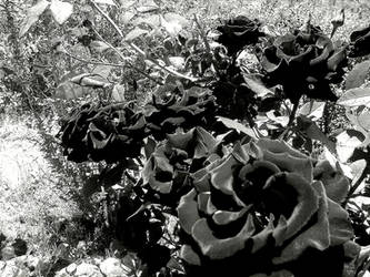 Rosas negras