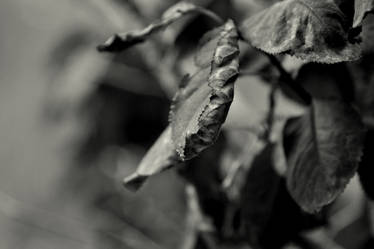 Crinkled Leaves