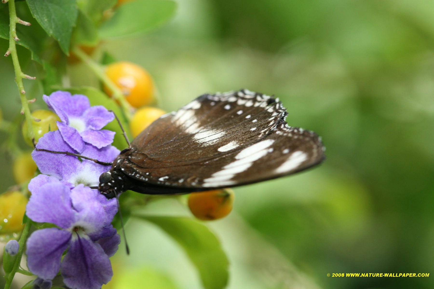 Butterfly at Rest