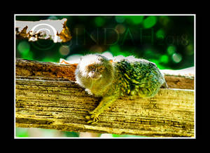 Pygmy Marmoset