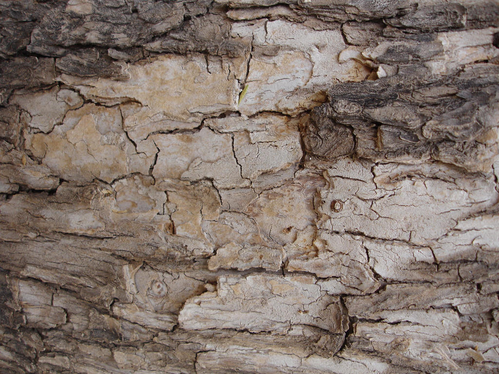 Wood Bark 01 By ShadowRunner27 On DeviantArt