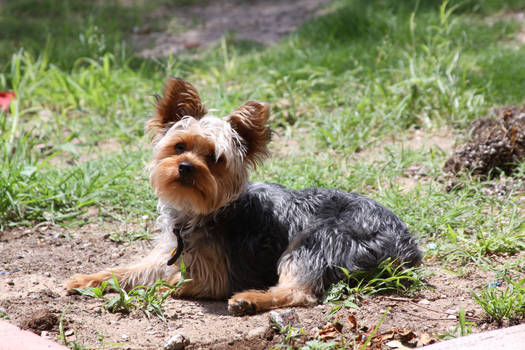 Summer Yorkie