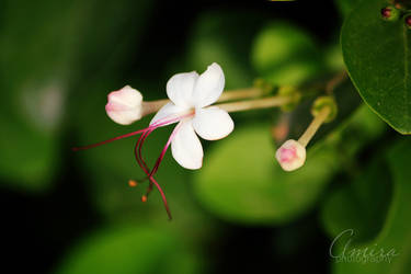 Dubai flowers