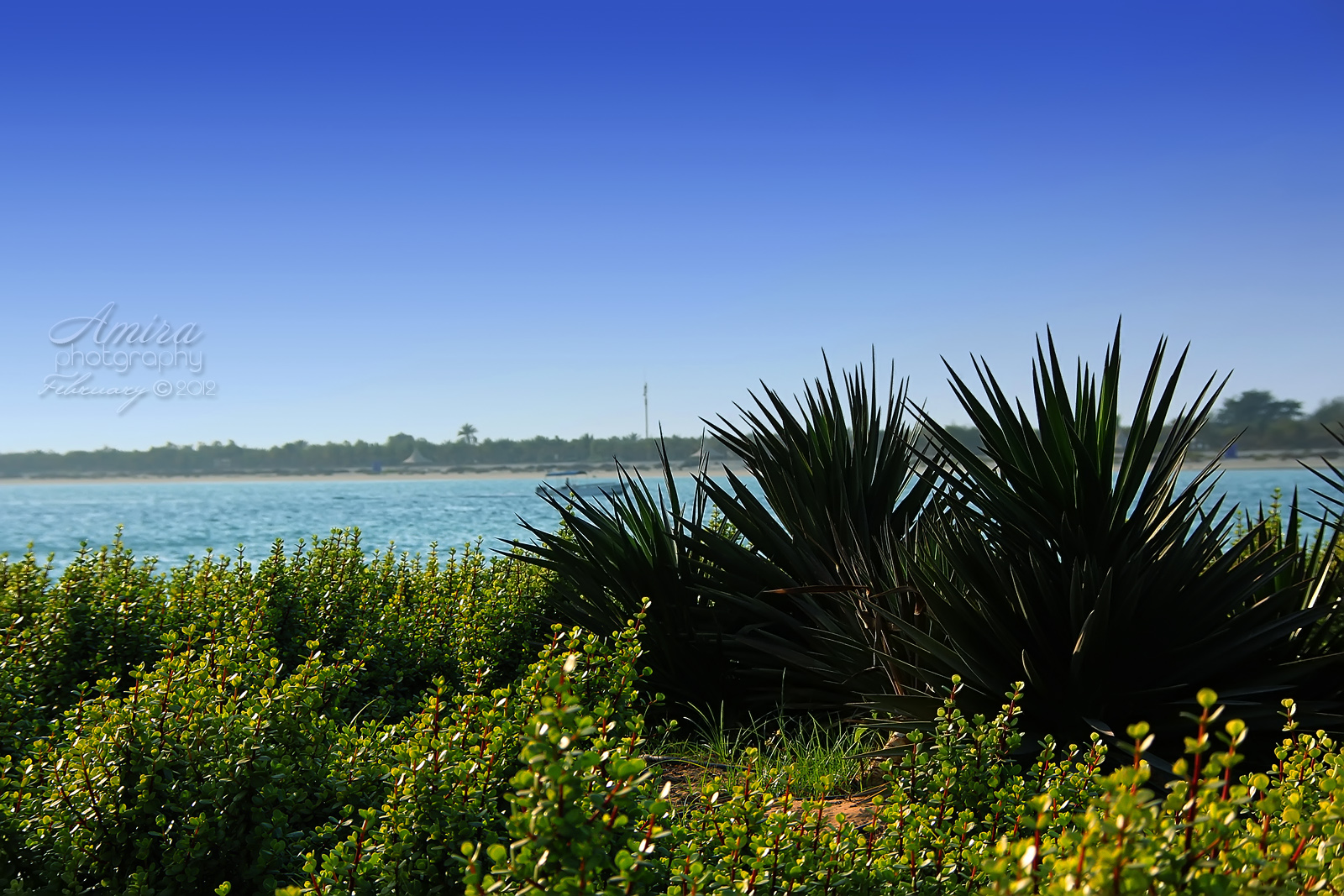 Abu Dhabi Corniche nature 6