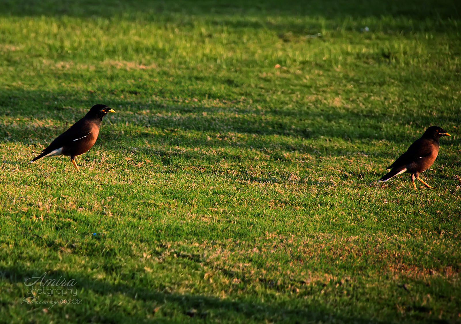 Abu Dhabi Corniche birds