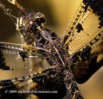 Tiger Eyes - Filigree Skimmer by stubirdnb