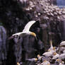 Northern Gannet