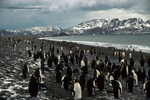 King Penguin beach