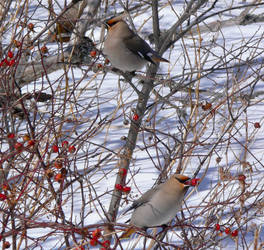 Bohemian Waxwings northbound