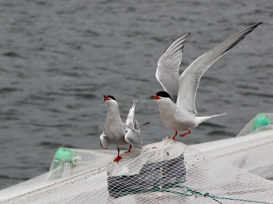 Common Terns courting