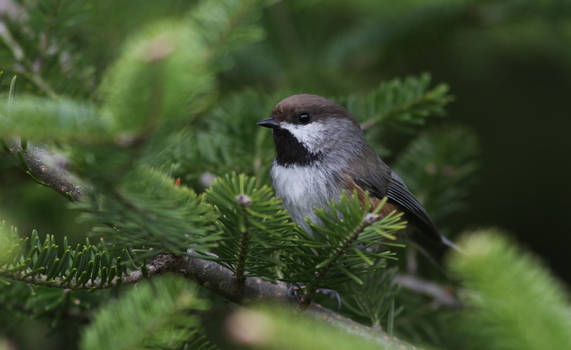 Boreal Chickadee II