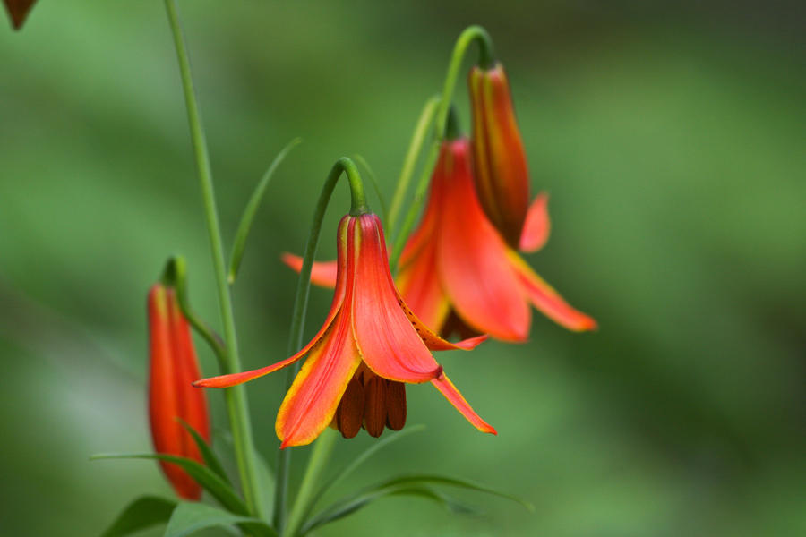 wild CANADA LILY