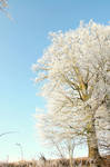 White by Schneeengel