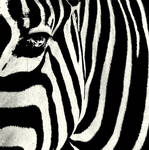 Stripes by Schneeengel