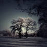 Winter fantasy