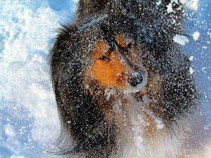 Snow Dog