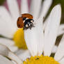 Ladybug 2