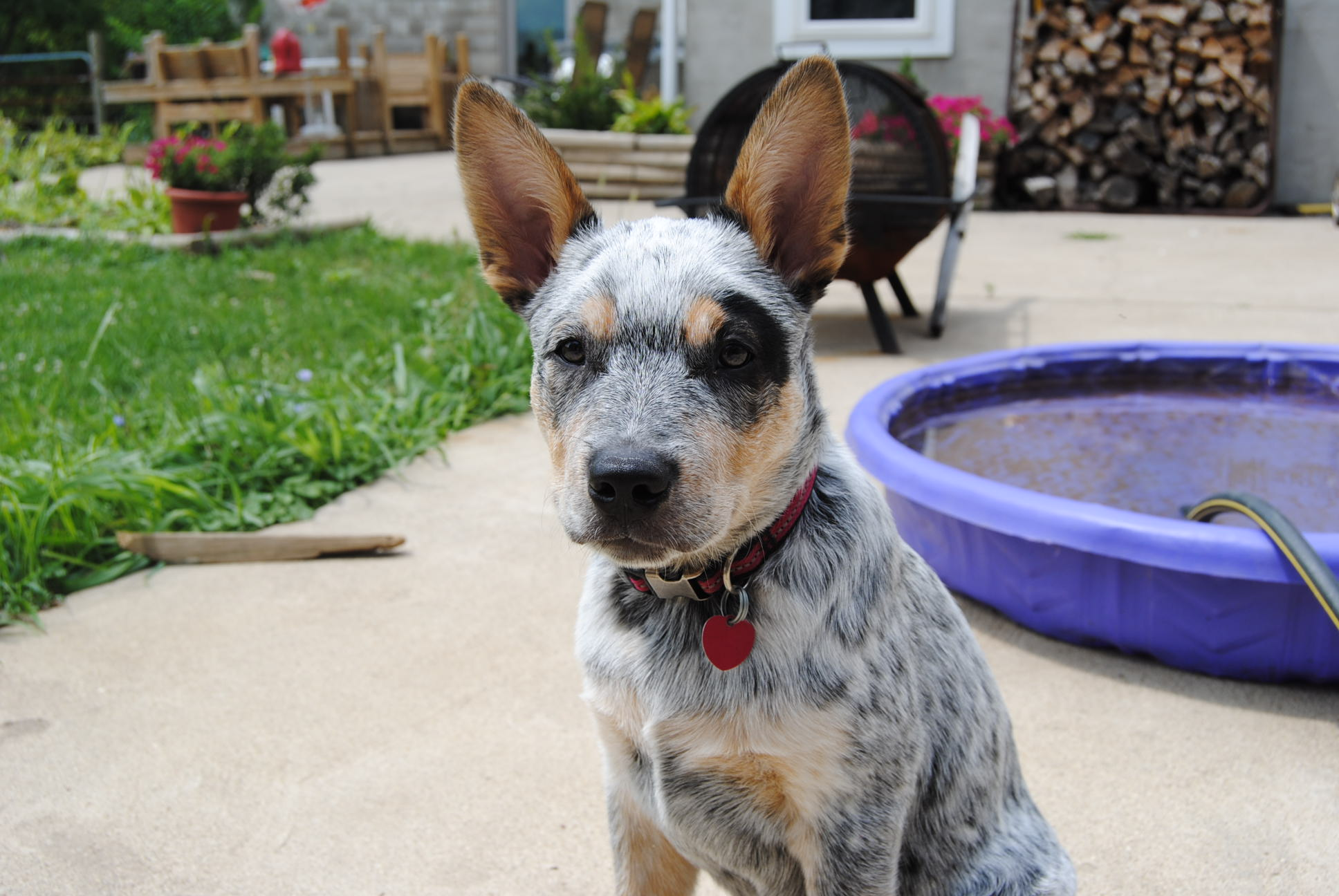 4 month hot sale old blue heeler