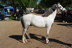 Dapple Gray Welsh Pony - Standing (1) by VersaceArts