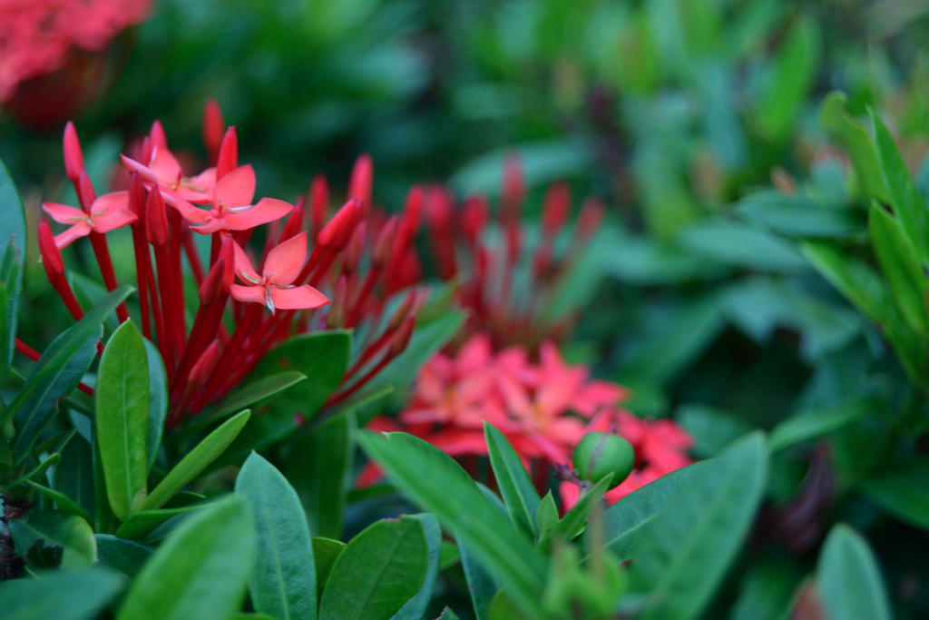 Flowers while traveling in Vietnam