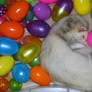 Samson sleeping with eggs