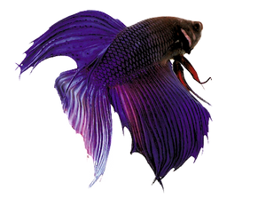 peixe purple