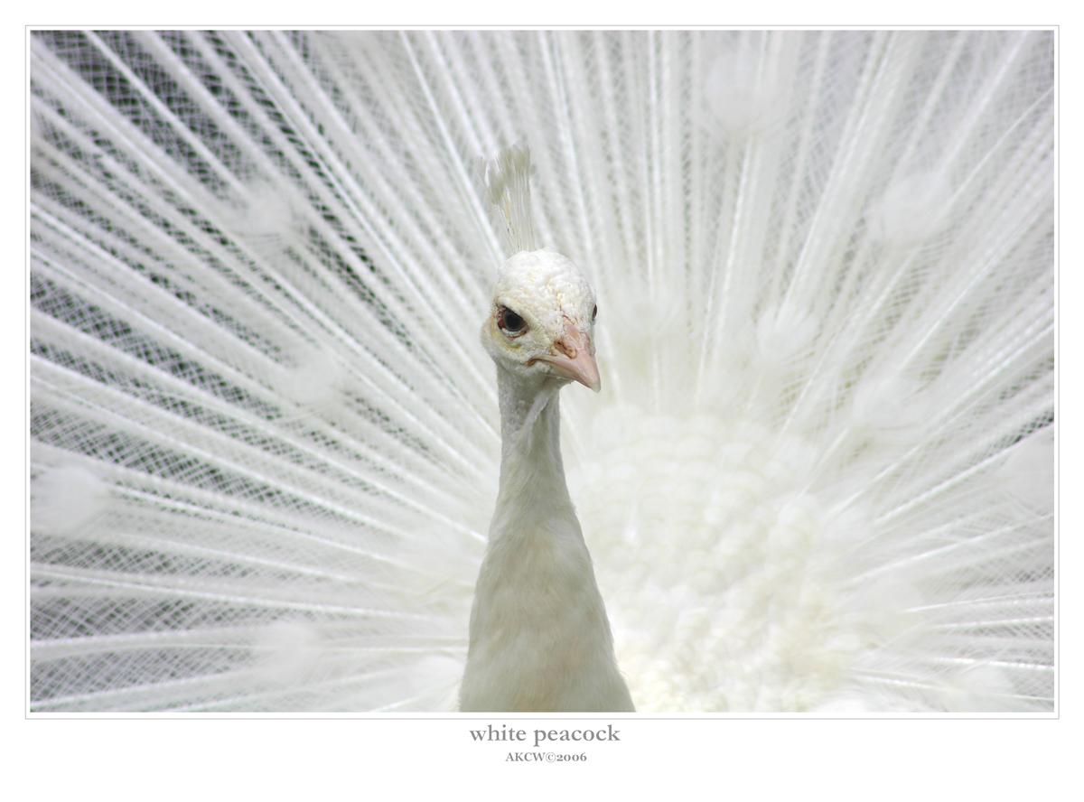 white peacock