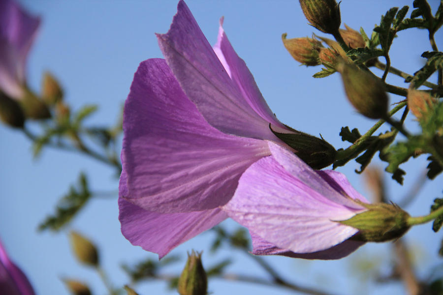 Purple flowers