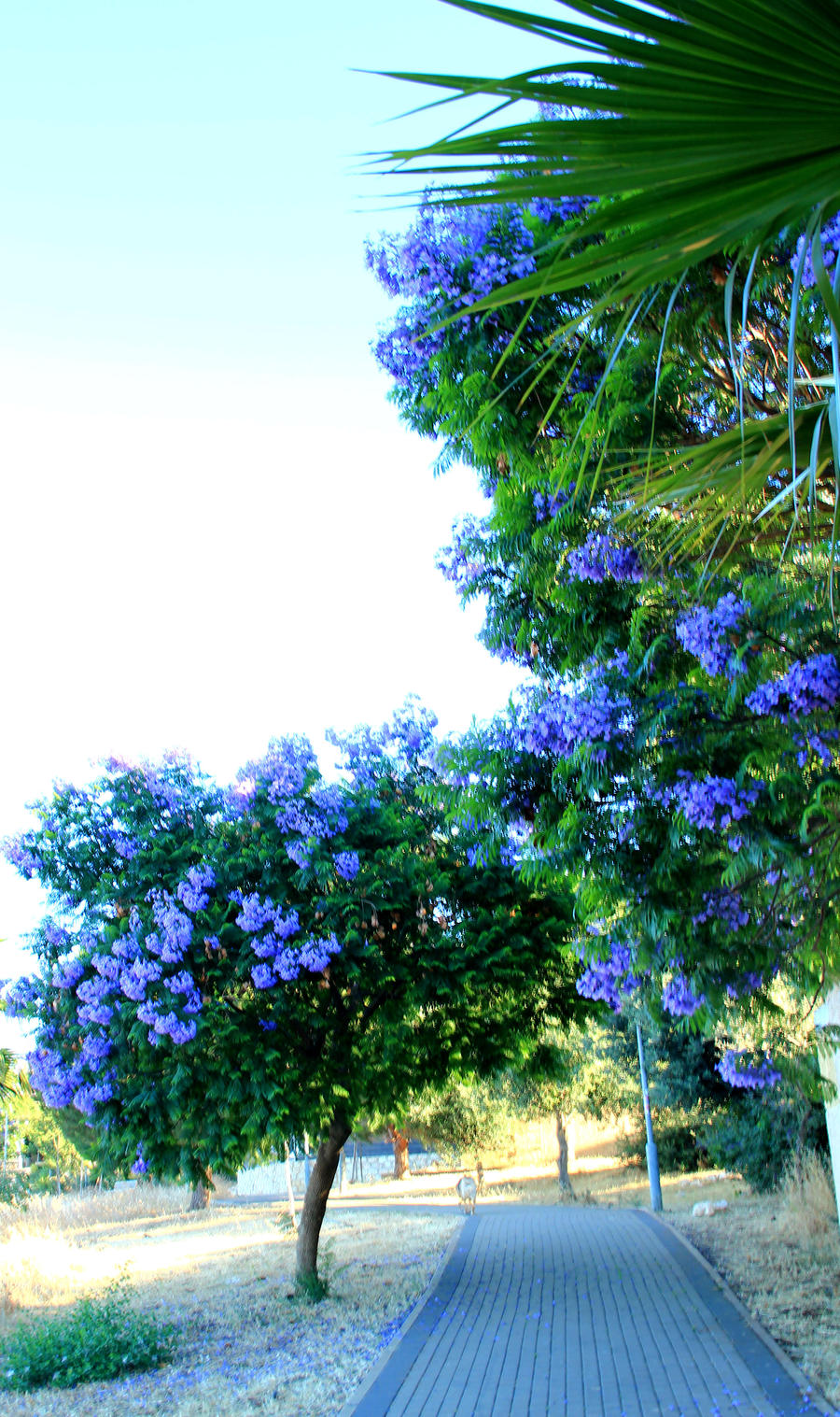 Path  and Jacaranda trees