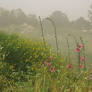 Flowers in mist