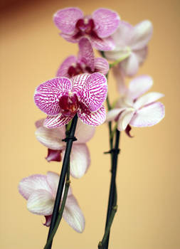 Orchids