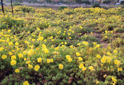 Yellow flowers