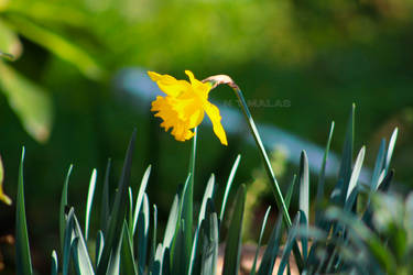 daffodil 1