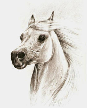 Charcoal horse