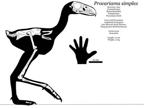 Procariama Simplex Augustasaurus-h - Hobbyist, Digital Artist | DeviantArt