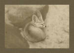 Fennec Fox by rara2690