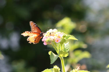 Pretty butterfly