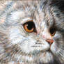Aceo-oil-white-persian-face