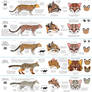 Guide to Little Cats