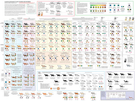 Guide to Cat Colors, Patterns