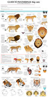 Guide to Big cats