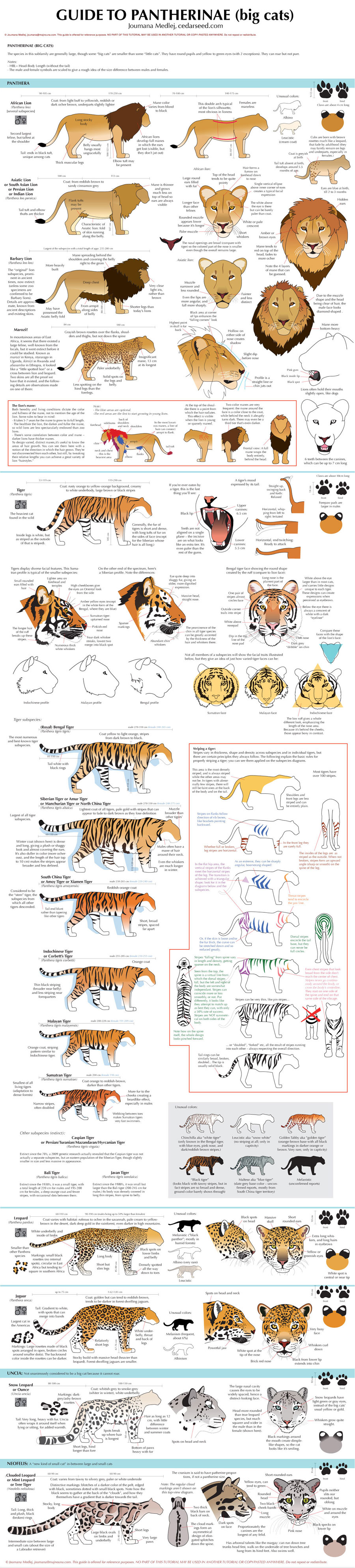 Guide to Big cats by Majnouna
