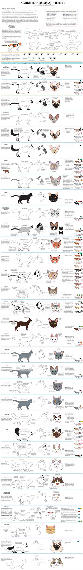 Guide to Housecat Breeds 1 by Majnouna