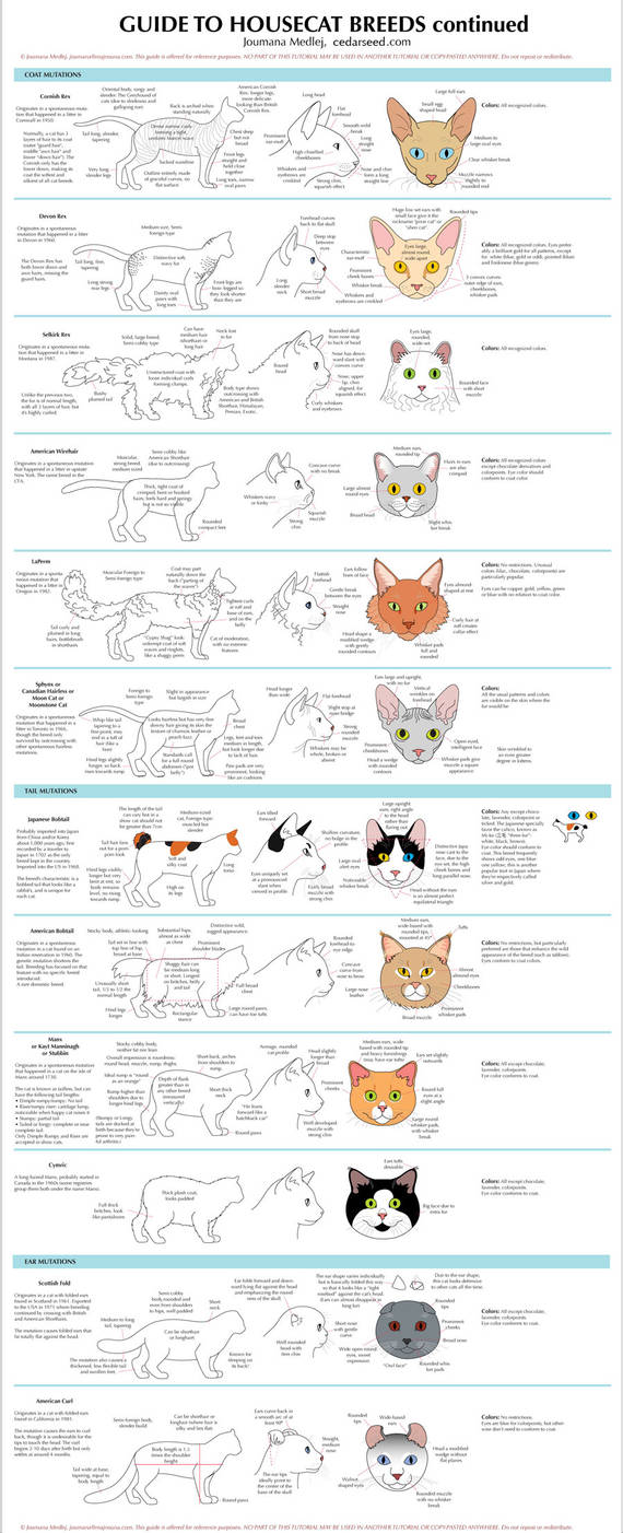 Guide to Housecat Breeds 2 by Majnouna