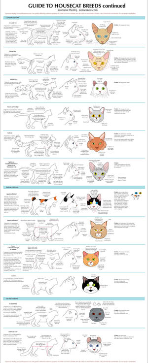 Guide to Housecat Breeds 2