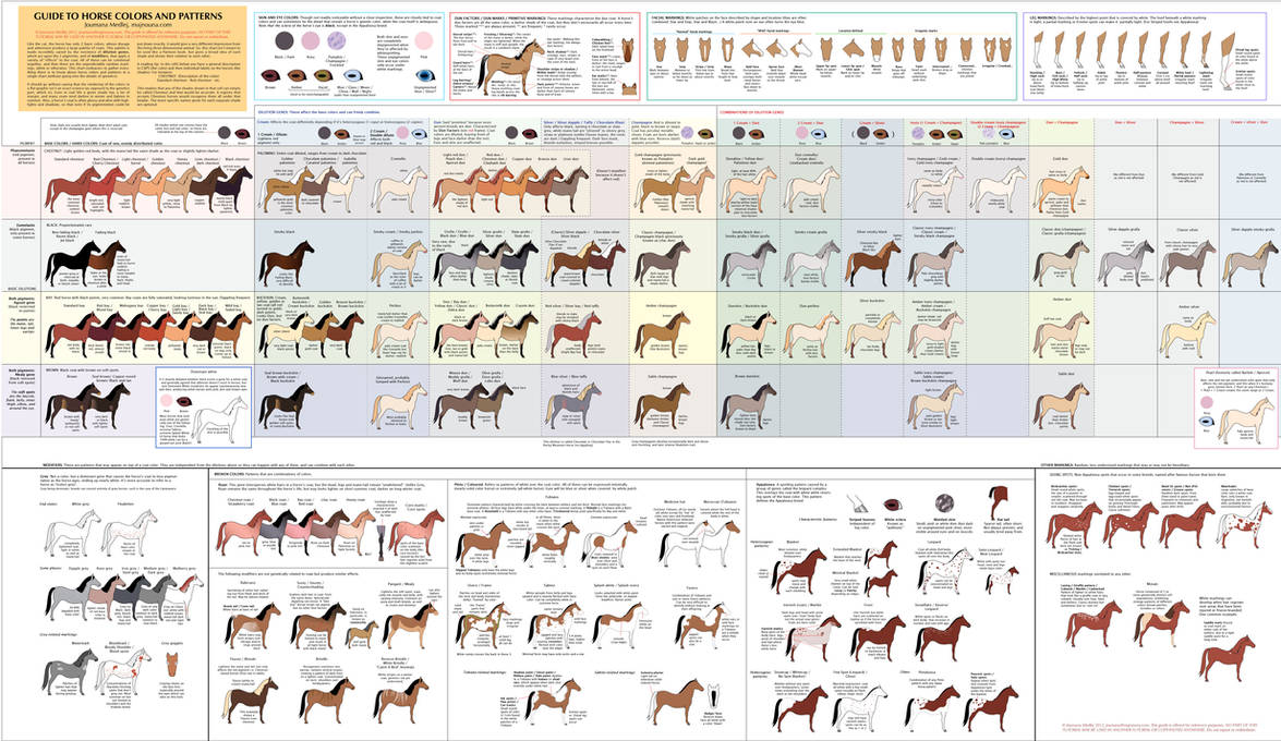 Guide to Horse Colors and Patterns by Majnouna