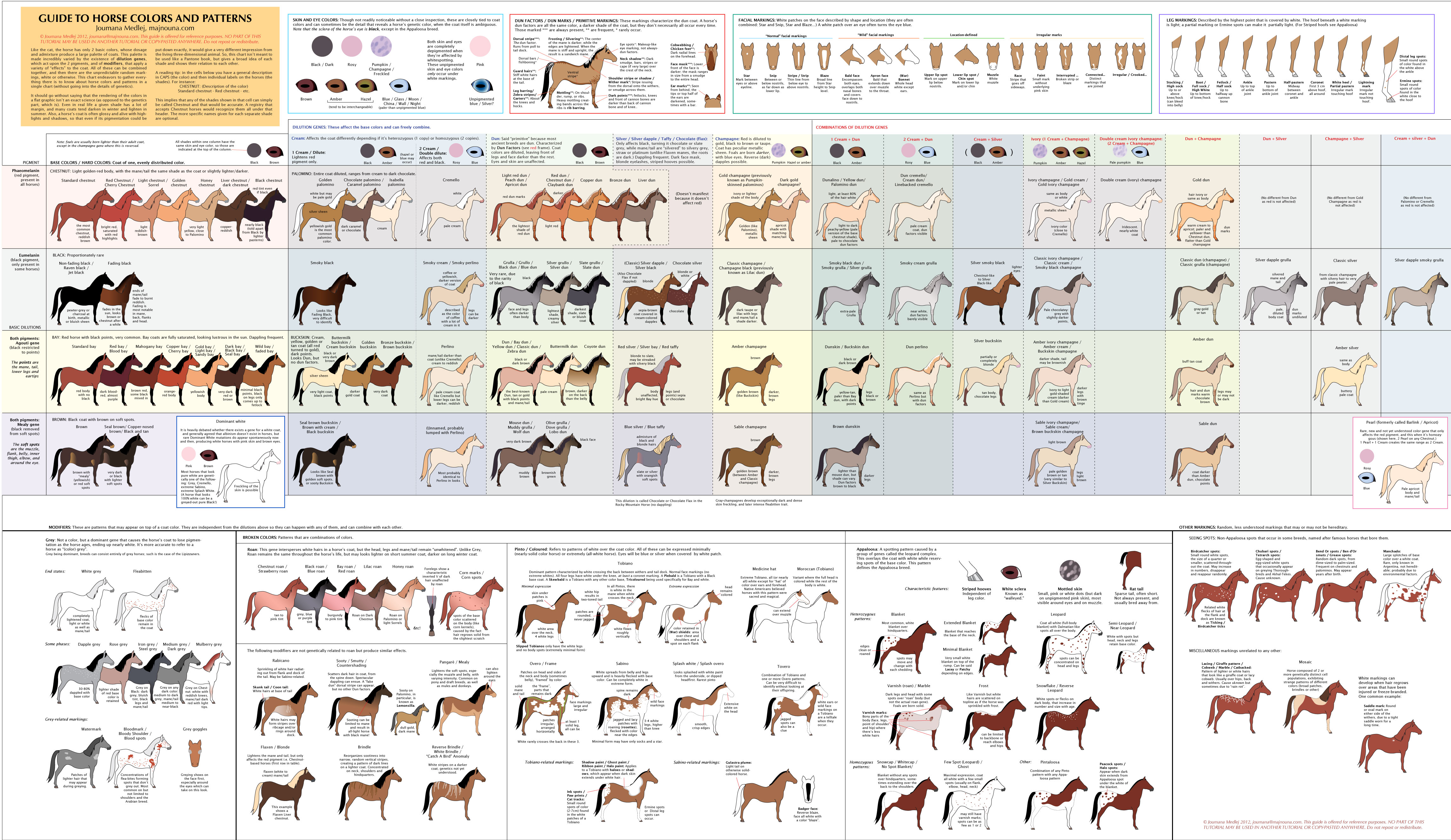 Guide to Horse Colors and Patterns
