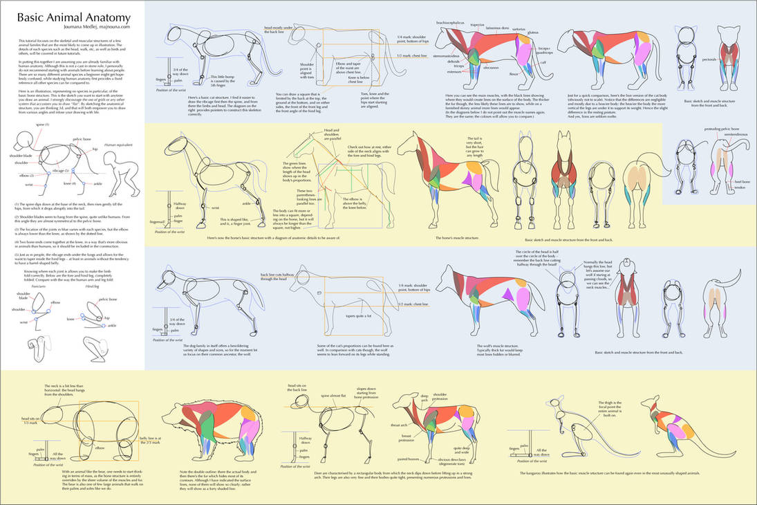 Basic Animal Anatomy by Majnouna