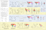 Basic Animal Anatomy by Majnouna